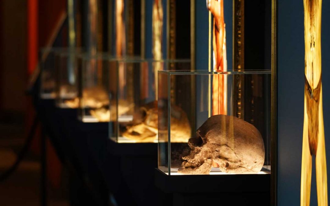 „Ahnengalerie des Menschen“